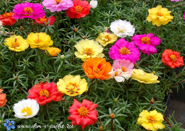 Цветы Садовые Многолетние Фото