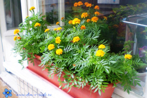 неприхотливые цветы для балкона