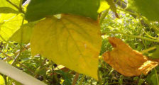 почему желтеют листья на огурцах