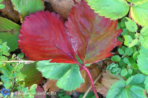 красные листья у клубники