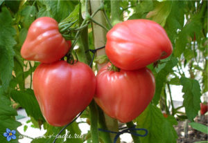 крупный урожай томатов в саду