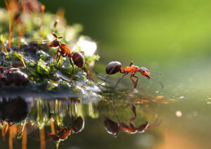 как бороться с муравьями в огороде