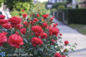 красивые розы в саду