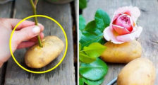 выращивание розы в картошке