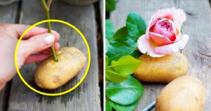 выращивание розы в картошке