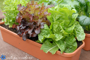 как вырастить салат дома