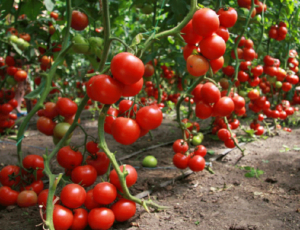 урожайные сорта помидор