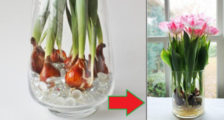 посадка тюльпанов в домашних условиях