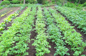 картофель выращивание в огороде