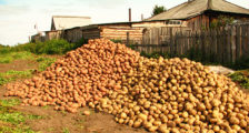 хороший урожай картошки
