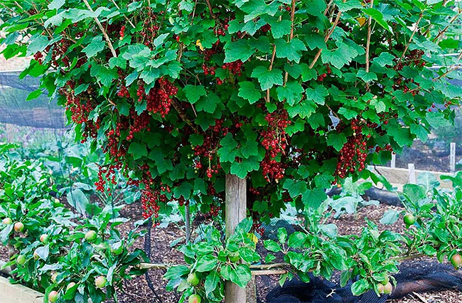 Как сделать из красной смородины ягодное дерево - необычный, стильный элемент ландшафта сада