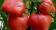 как вырастить крупные помидоры