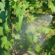 обработка винограда летом от болезней