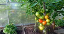 посадить с помидорами